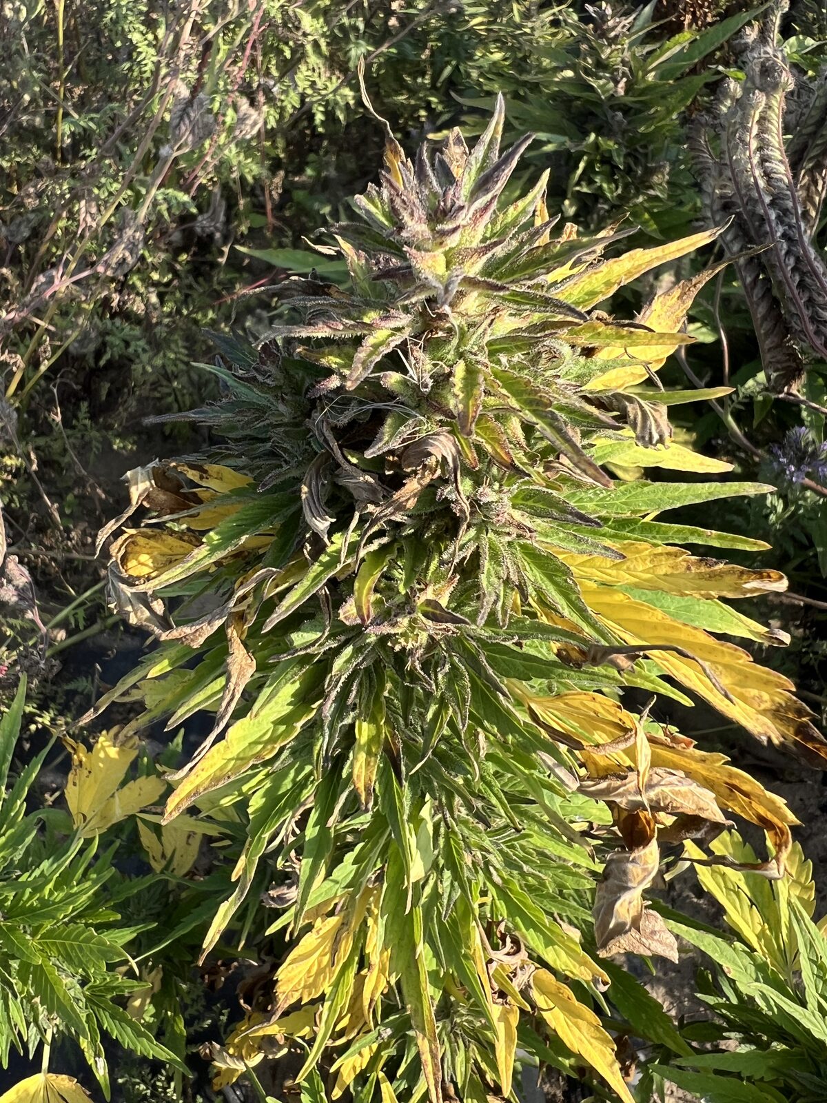 Blompulver vs CBD-olja — vad är skillnaden?