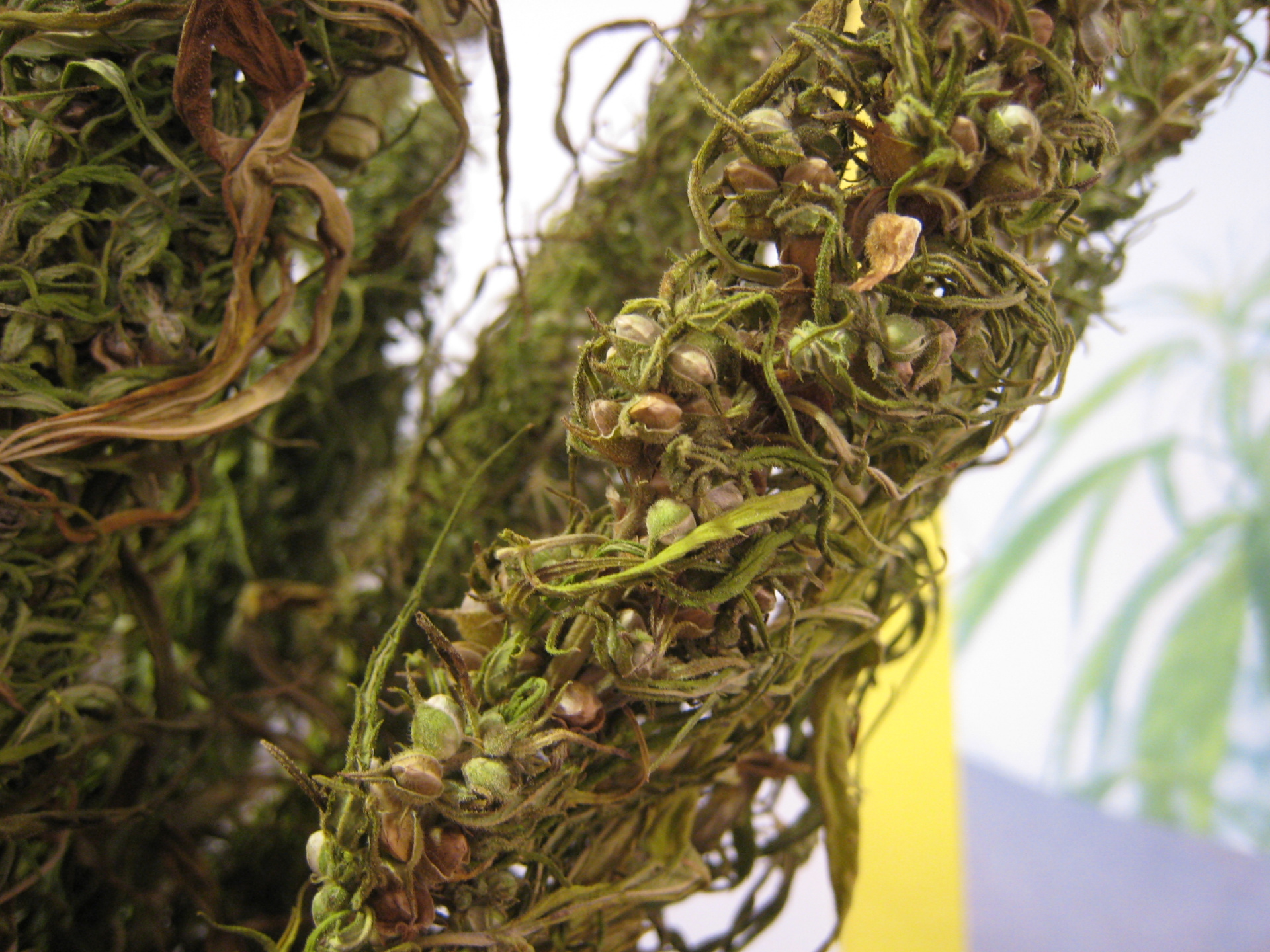 Was ist CBDA? Cannabidiolsäure erklärt