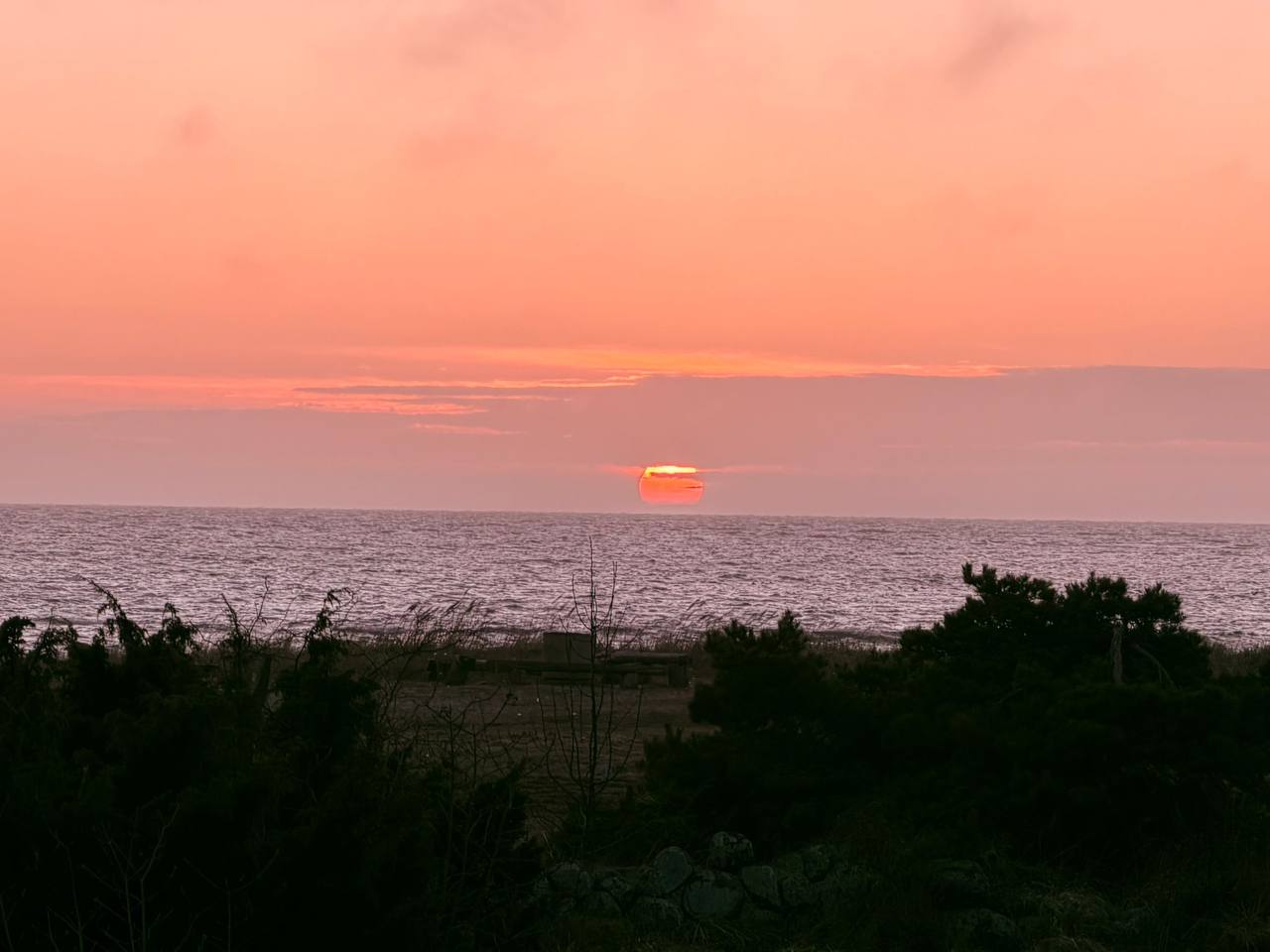 Hamp og den nordiske sommer