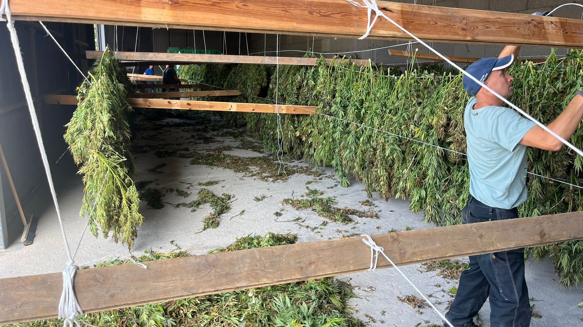 Hampa och CBD från Gotland: därför är den nordiska råvaran unik