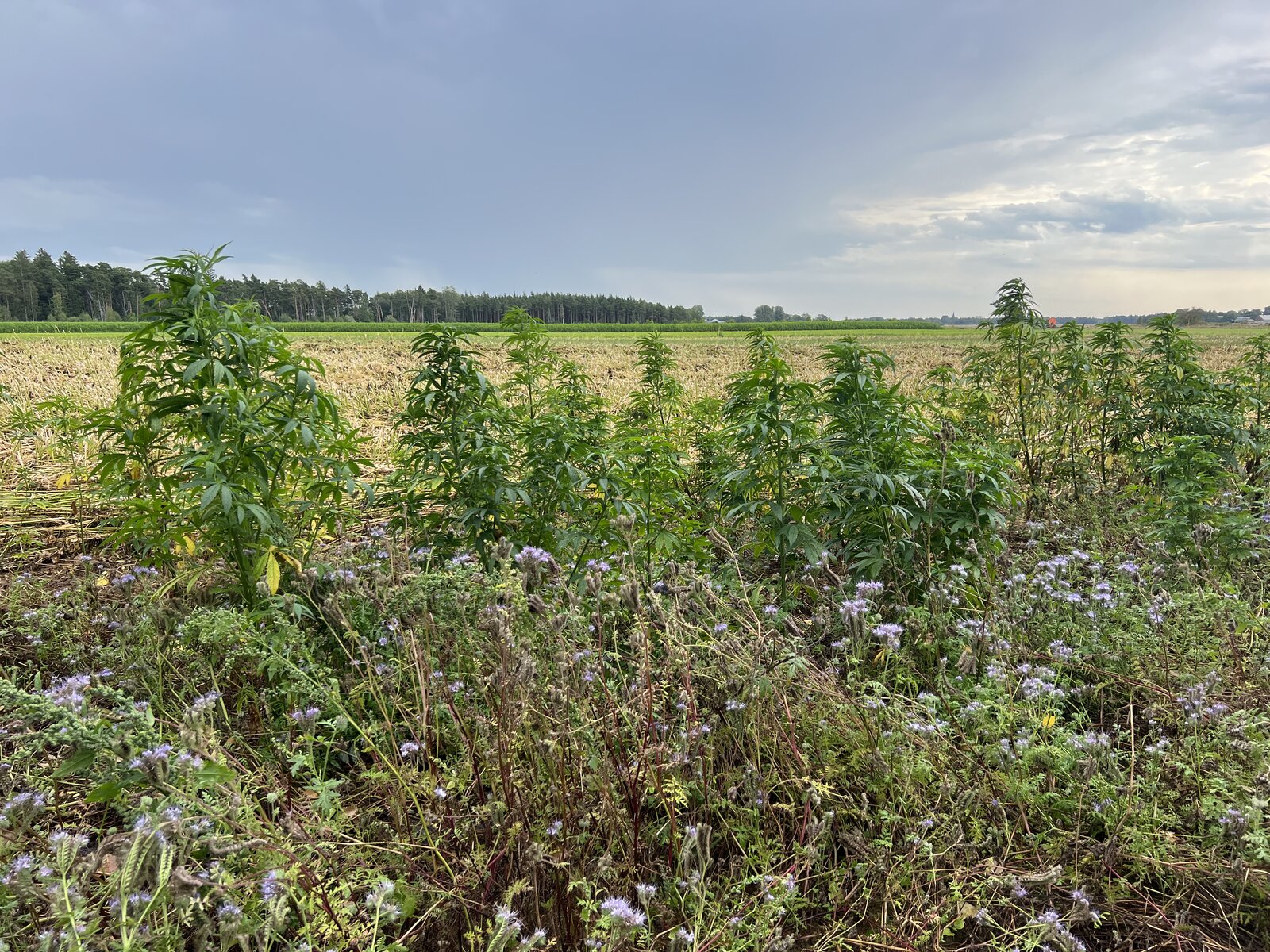 Kan man odla hampa i Sverige? Ja, med tillstånd och godkänt utsäde